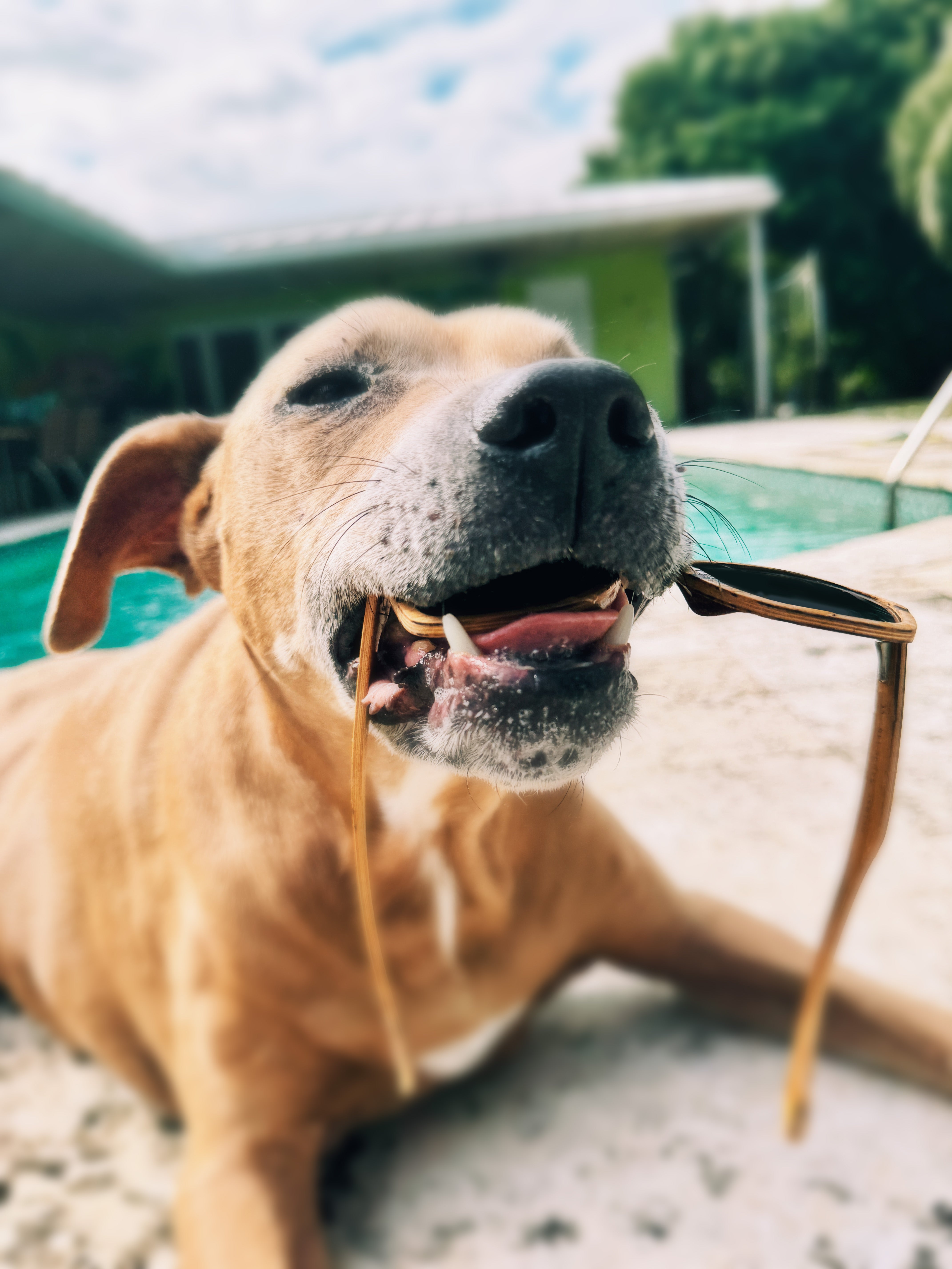 Keep your wooden sunglasses safe from curious pets! Store them securely in their case to prevent them from becoming chew toys.